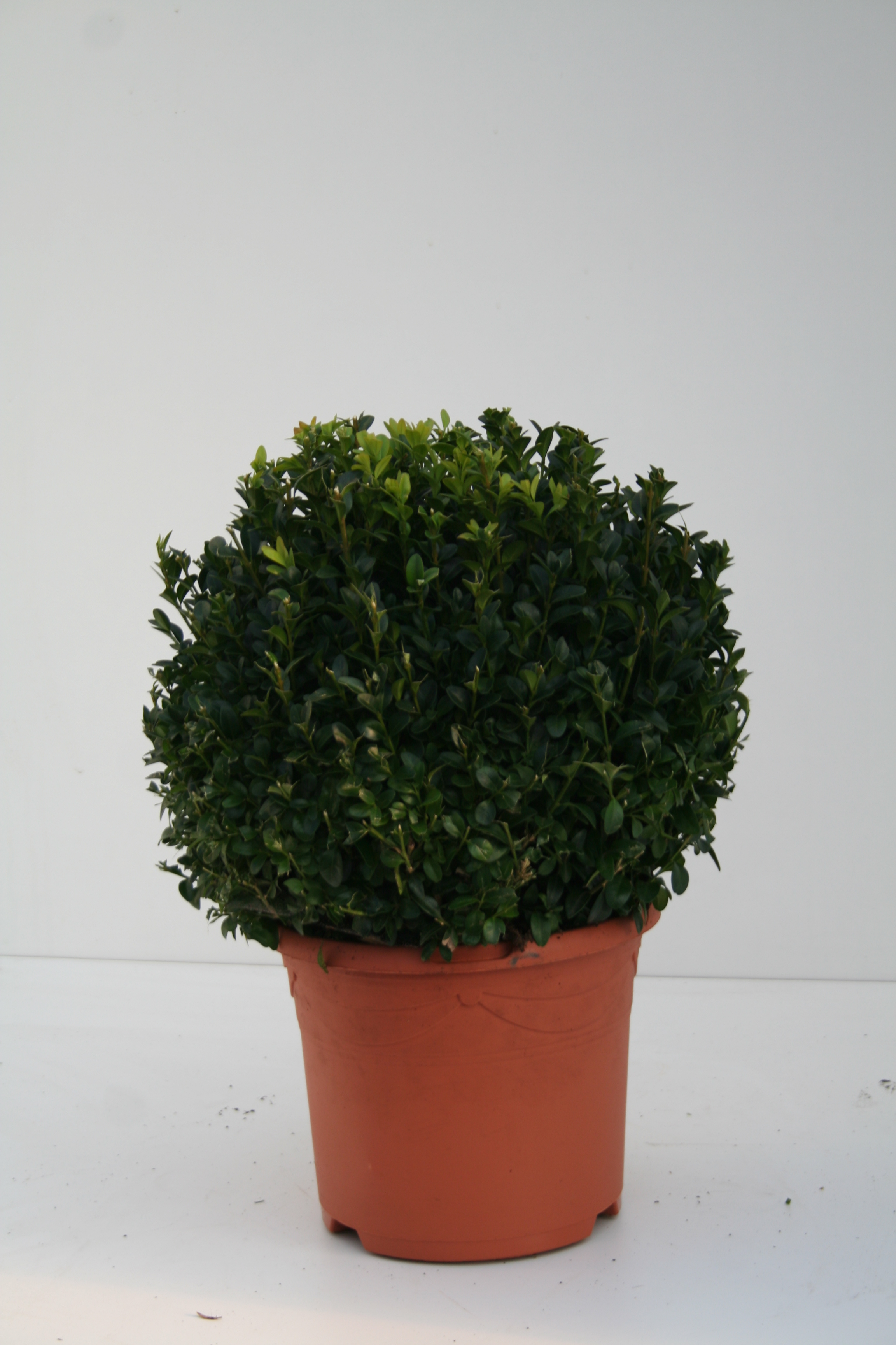 Самшит вечнозеленый Арборесценс шар